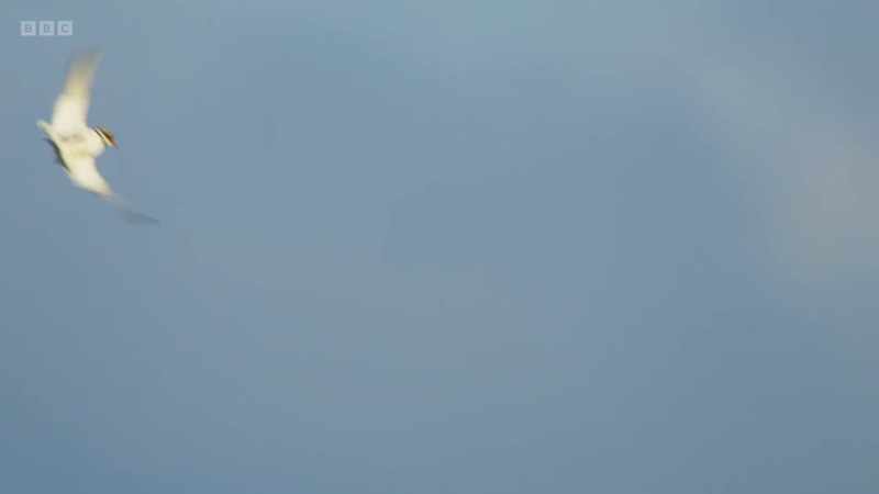 and a multi-species air force takes to the wing