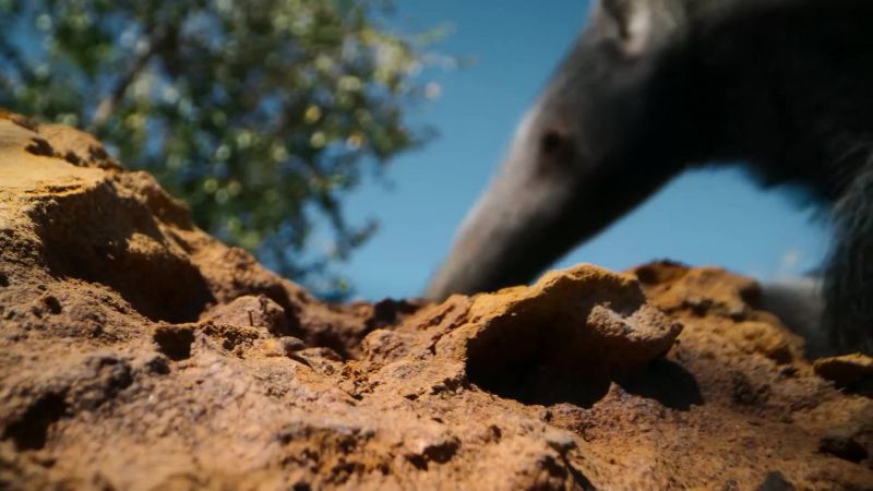 And a probing ten-inch snout