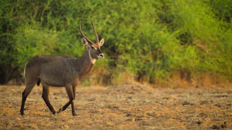 And a waterbuck would be perfect