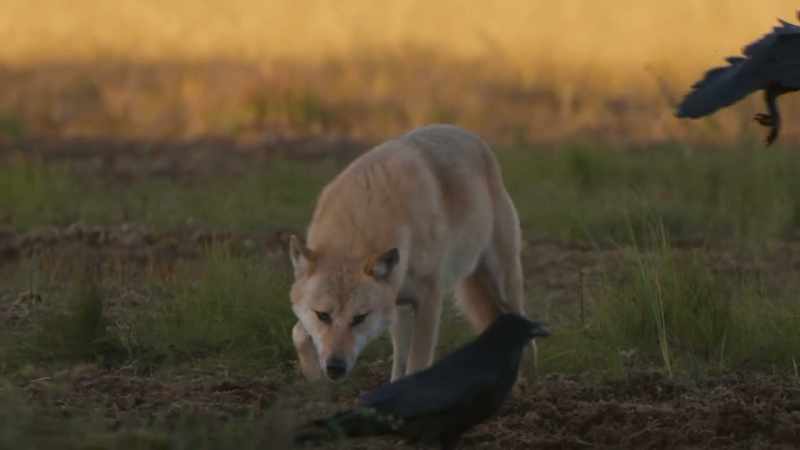 And a wolf hoping for seconds has a lot to contend with