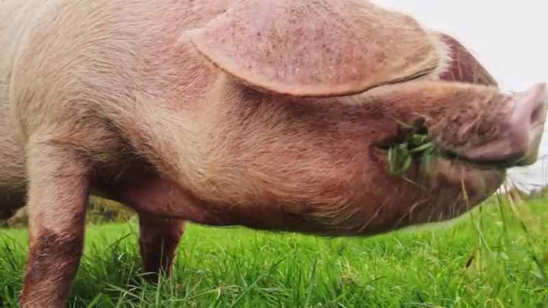 And all the animals we keep as farm animals