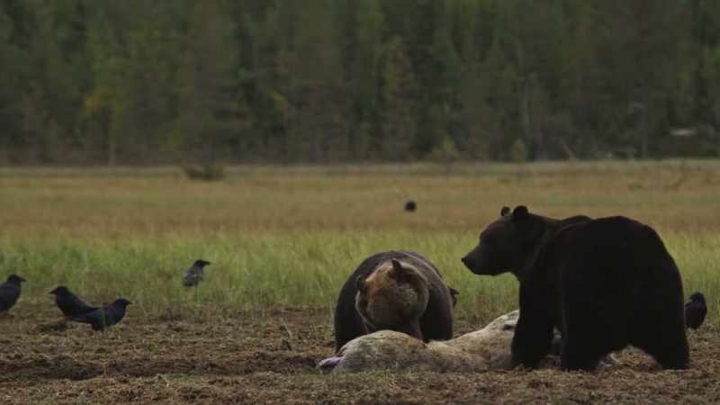 And all the commotion attracts other forest dwellers