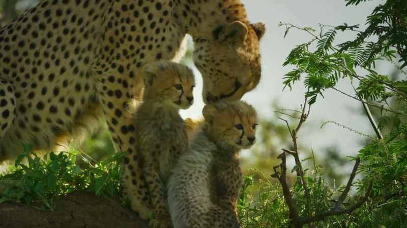 And, all the time, she and her cubs have been learning