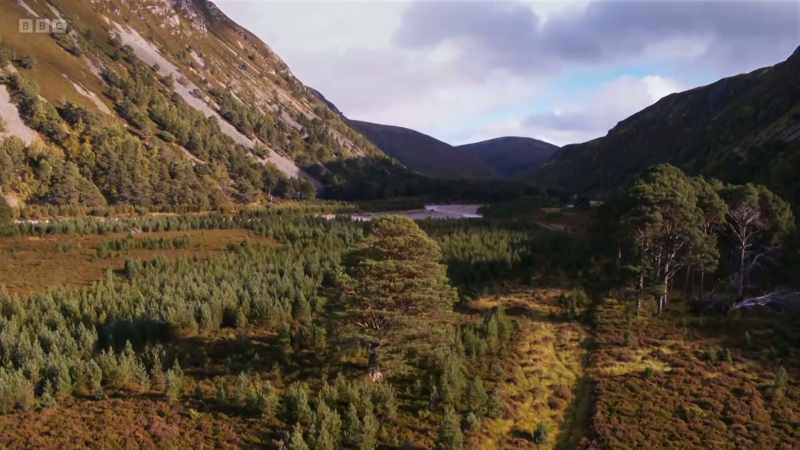 and allow our trees the time and space to spread, naturally