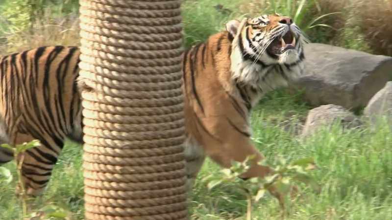 And he also had a full-sized tiger
