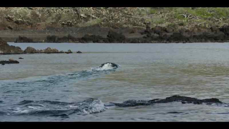 And an opportunity for a trailblazing predator