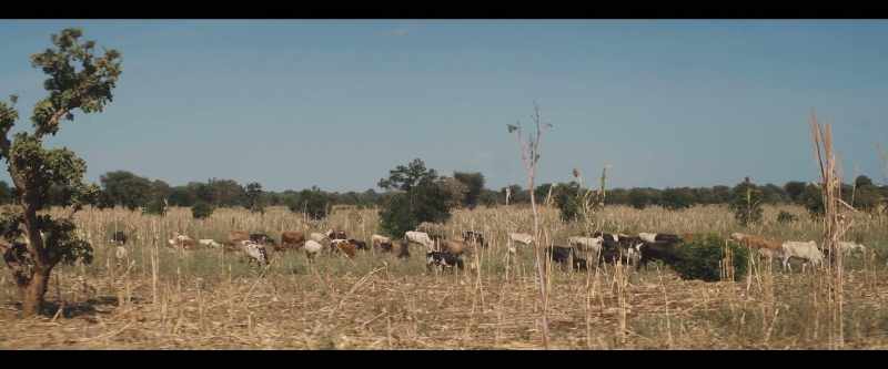 And animals returned to the land