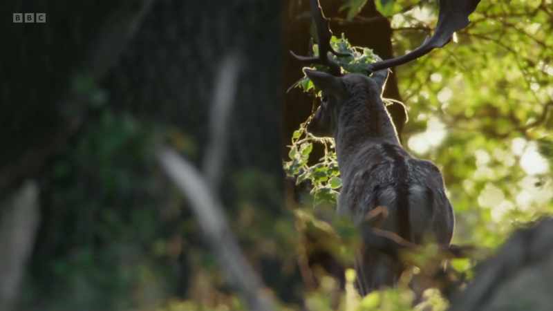 And antlers become adorned with foliage