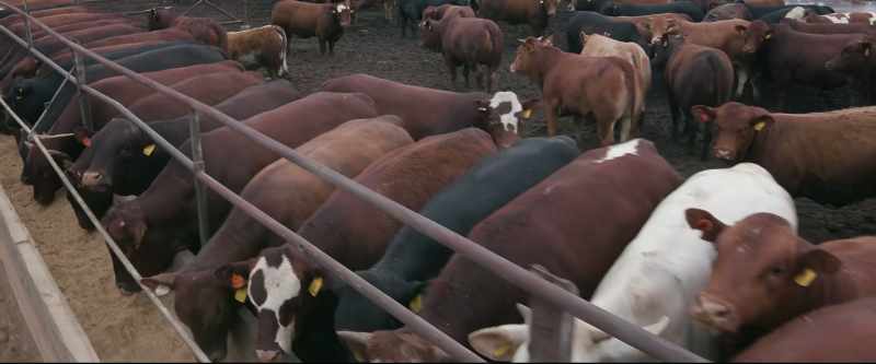 And we are finding out now that the meat from feedlots
