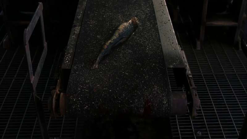 And you are new to trout farm