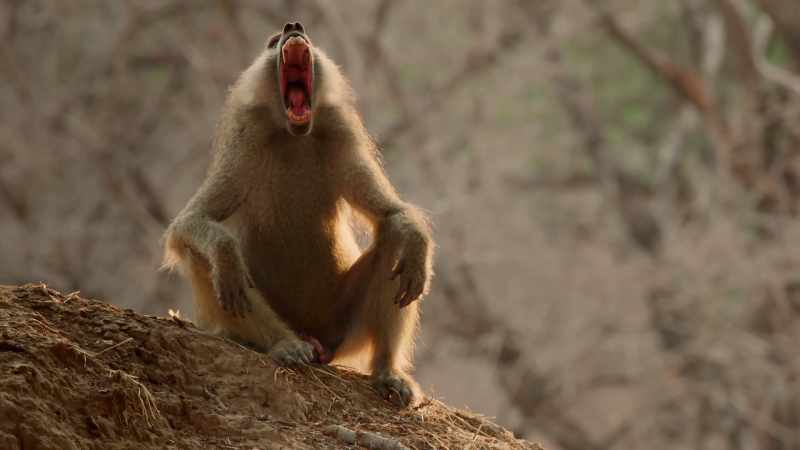 And armed with huge canine teeth