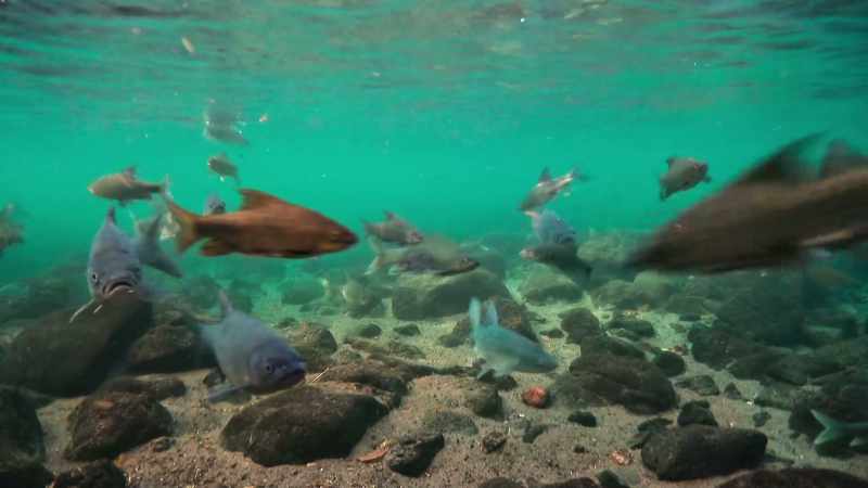And barbel wait below for falling fruit