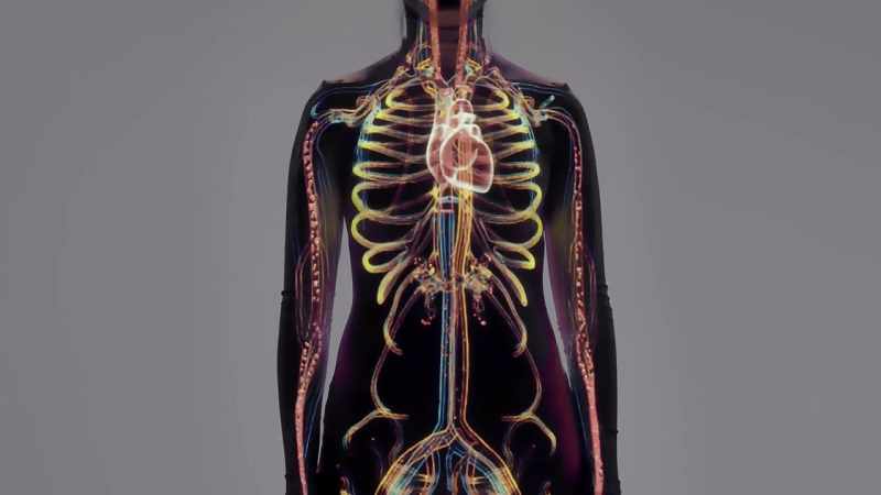 And that blood is rerouted from less essential organs to higher priority ones
