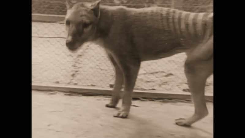 and so brought the final extinction of its species