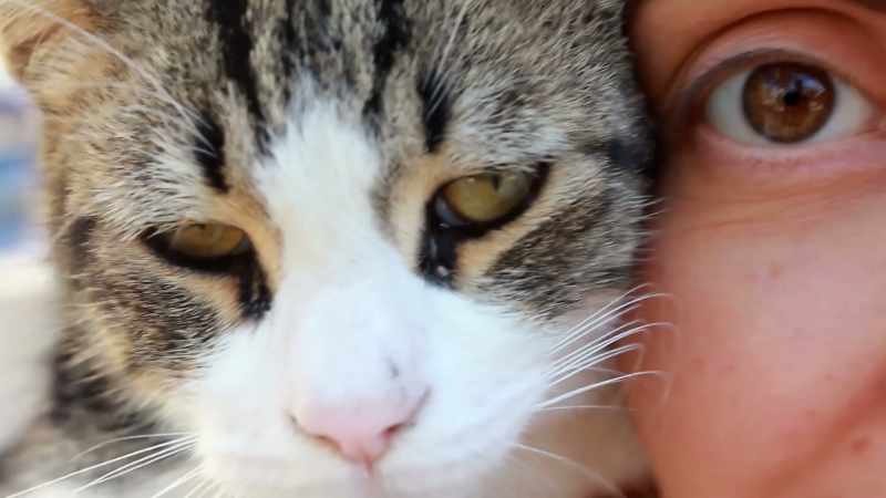 And so by domesticating cats
