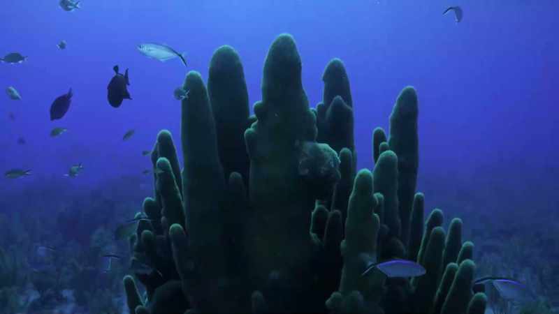 And you can't have a coral reef without the corals