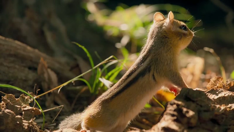 'And chipmunks don't like to share
