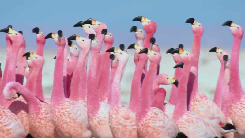 And colours that create extraordinary displays