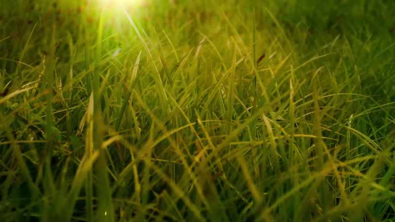 And cut grass?