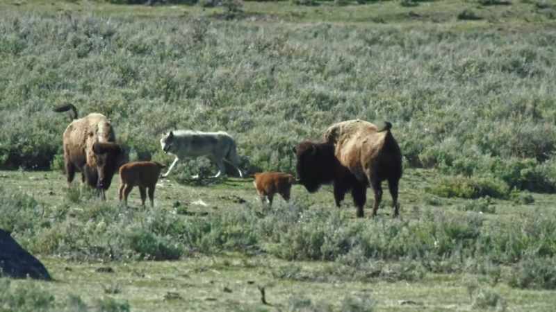 And when danger threatens, the herd closes ranks