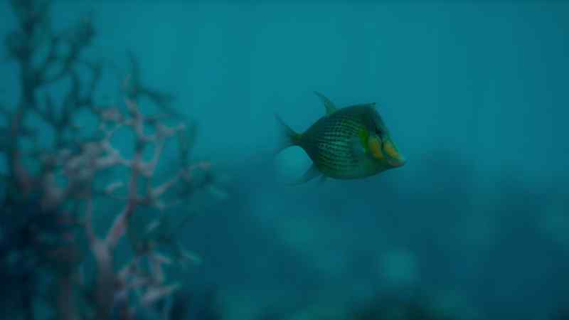 And danger for unwary reef fish