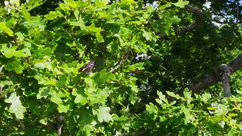 And he defends his tree-top throne with great vigour