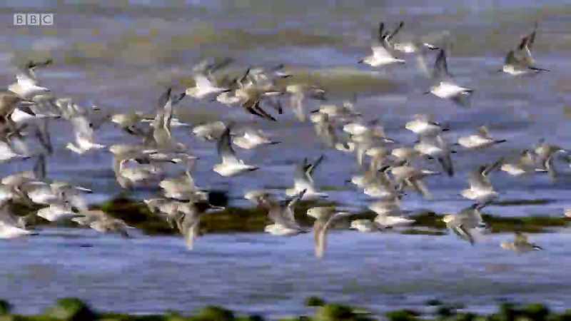 and dunlin