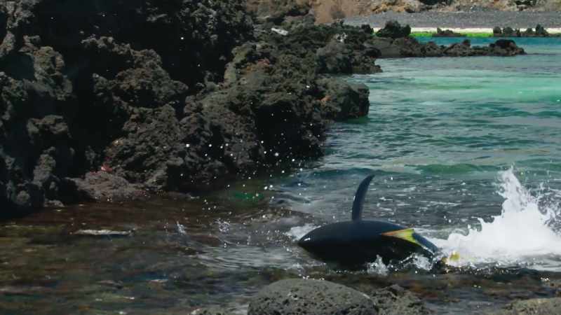 and finally film Tagboy beaching a tuna