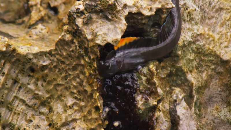 and flashes his orange fin