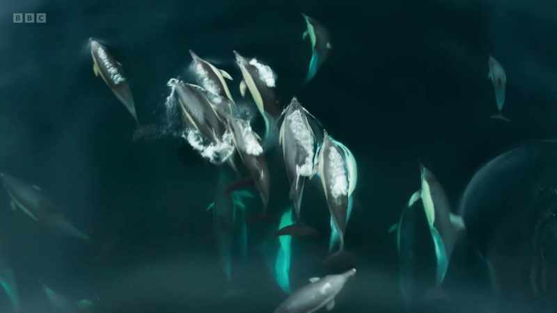 And following the dolphins comes an ocean legend