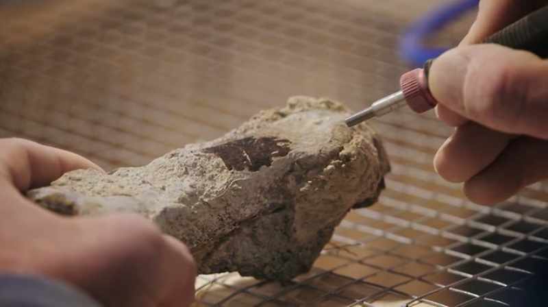 AND FOR FOSSILS, WE REALLY LIKE