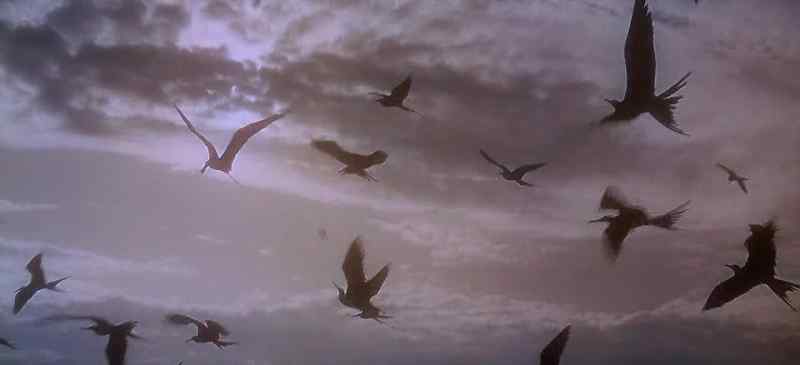 and fowl that fly above the earth