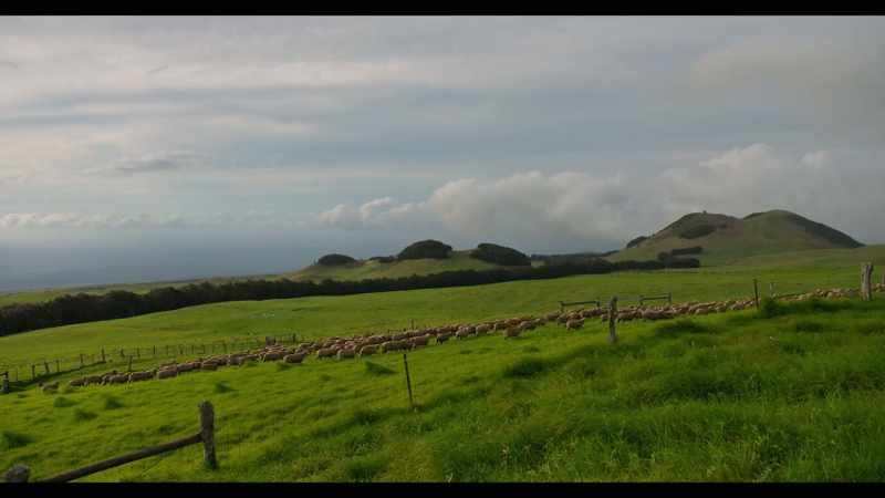 And he gets his sheep and his cattle from this ranch