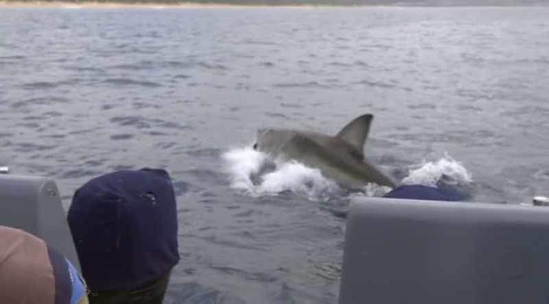 And great whites have the smarts to use strategy