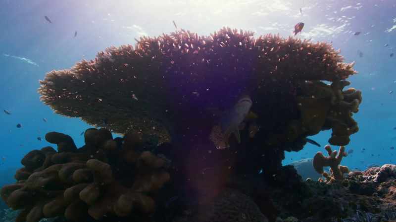 And this had a disastrous effect on the corals