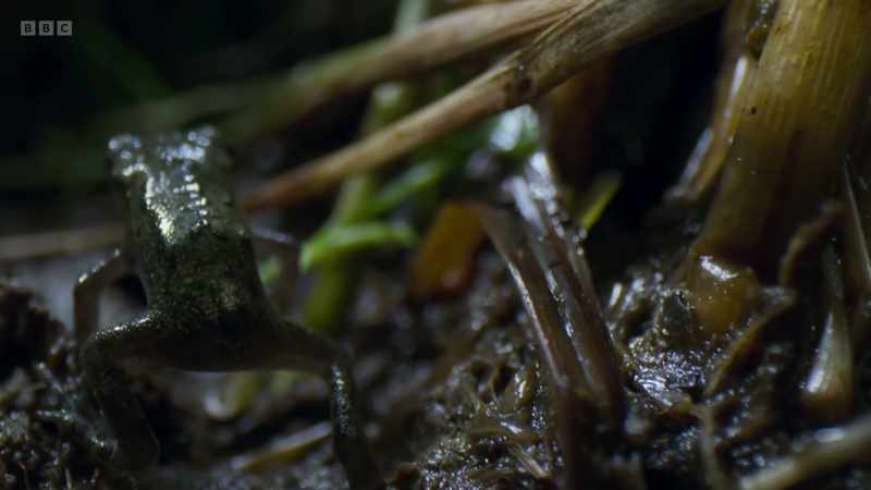 And they have an appetite for baby toads