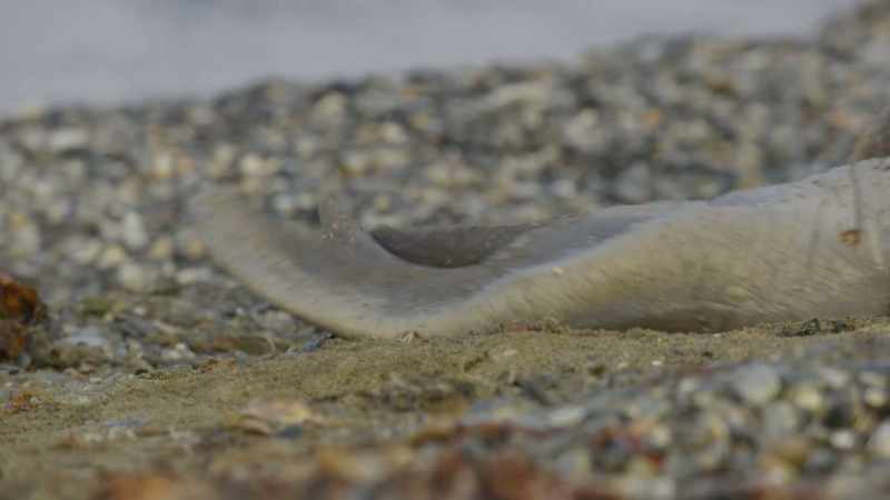 And heaving oneself over the sand