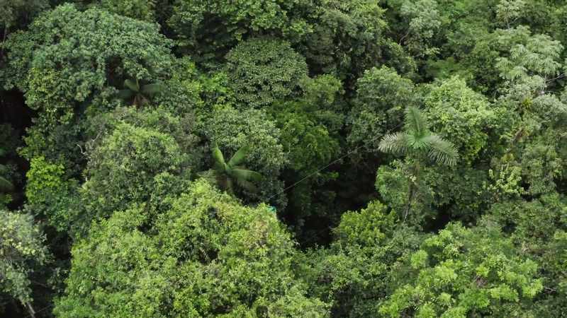 and help the tropical world to heal itself