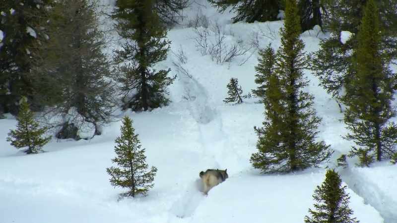 And, hidden by the trees, the wolves can get closer