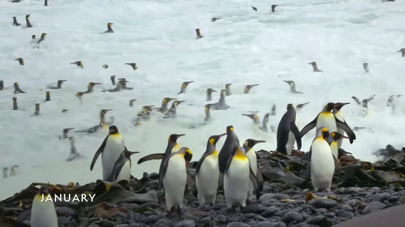 'And home to more than a million penguins.'