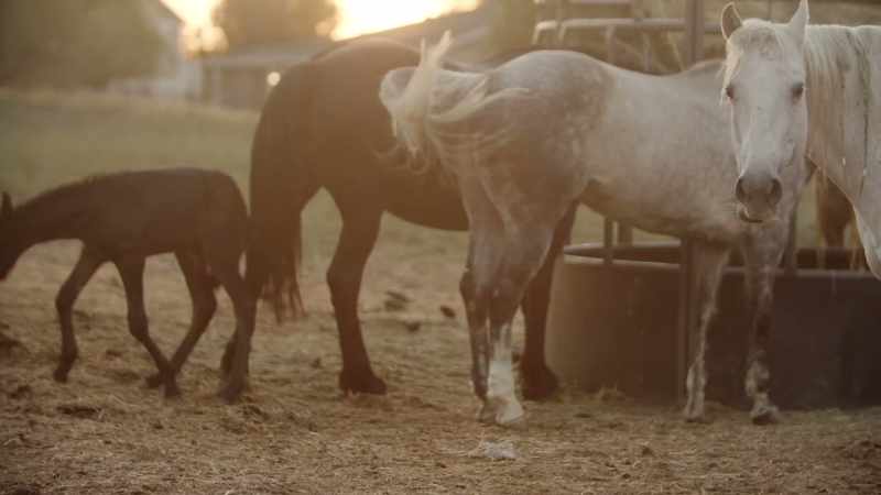 And how close we live to animals and to each other
