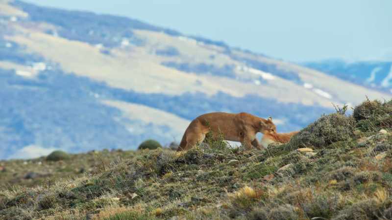 and her hungry cubs are almost a mile away