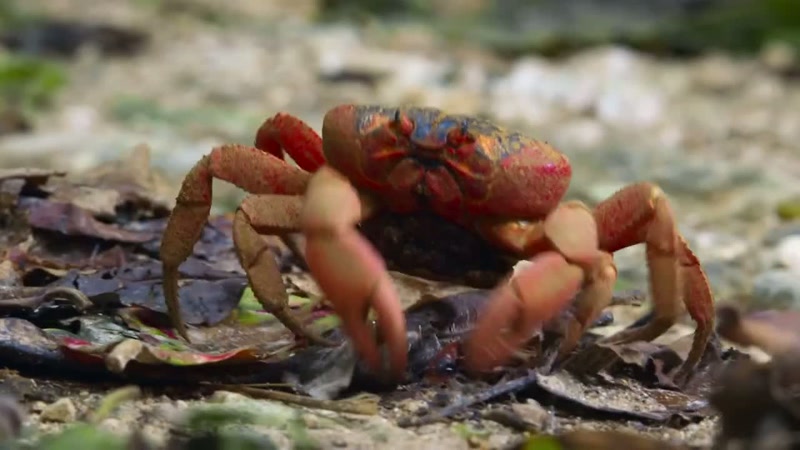 '..and they hunt red crabs