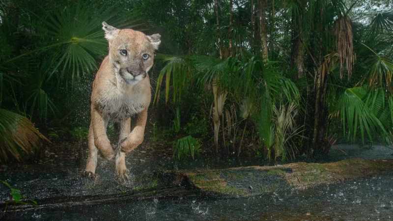 And I also see that this animal