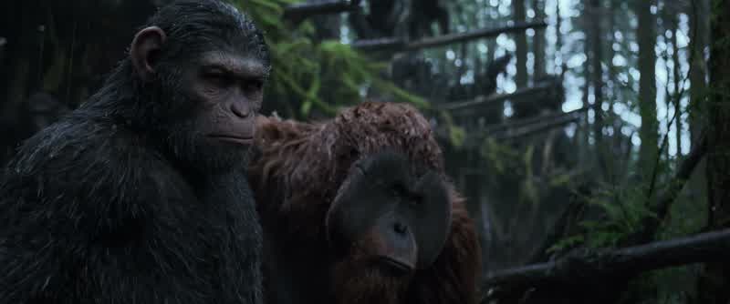 And I have a message for himLeave us the woods and the killing can stop