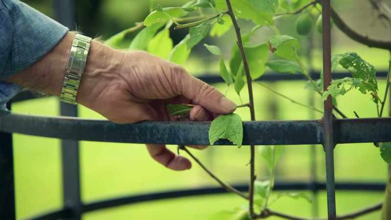 And I know you're thinking that's just one leaf on one tree