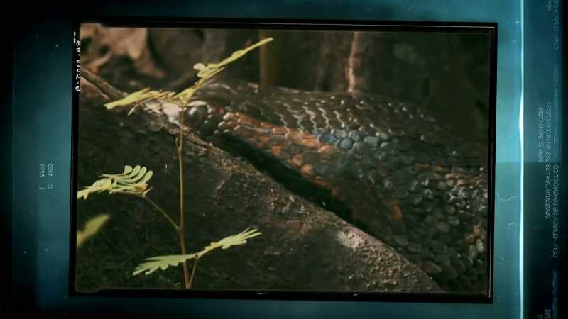 AND I THINK THE ANACONDA COULD BE MY BEST WAY