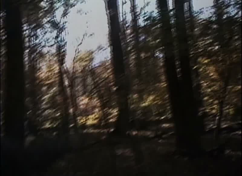 And I won't get to see it'cause I'll be in the woods