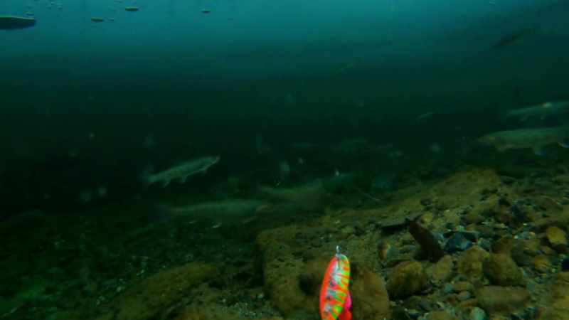And I'm seeing fish just all over the place down there
