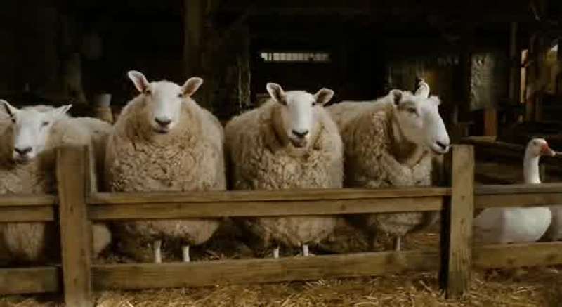 And in an ordinary barn